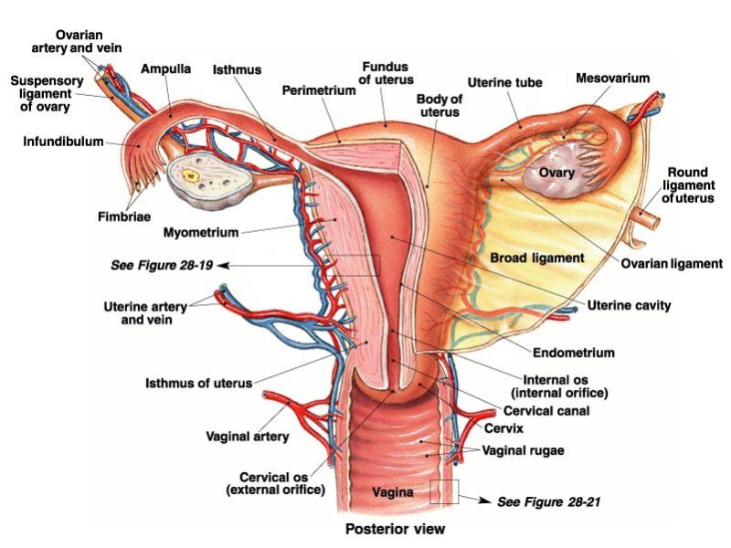 fallopian-ligament-ovarian-anatomy-vagina-original