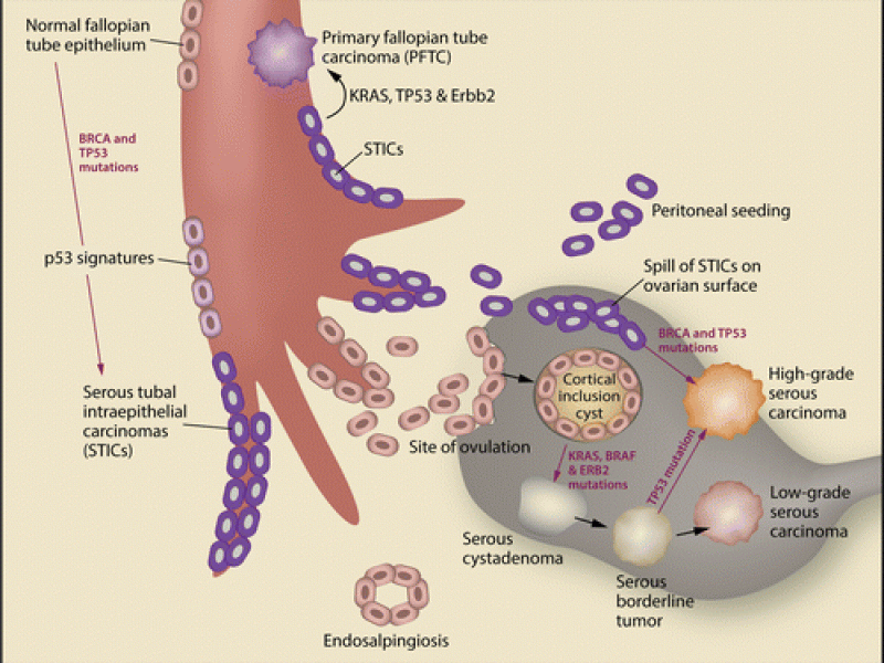 images_medium_rg.2020200051.fig22